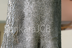 Alstonia scholaris